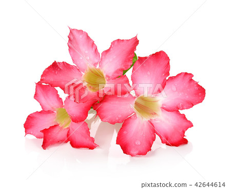 Desert Rose isolated on white background. 42644614