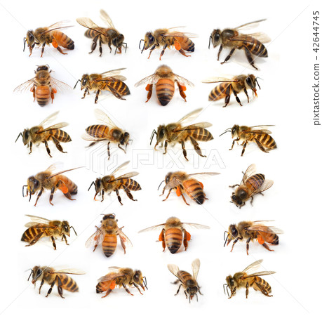 Set bee on white background Set bee on white background 42644745