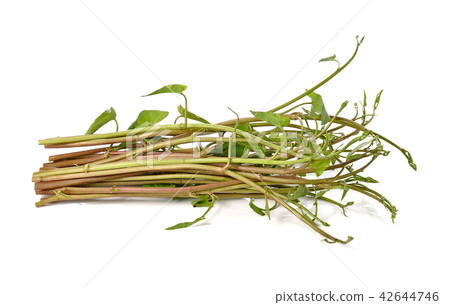 Swamp Morning Glory isolated on white background. 42644746