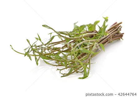 Swamp Morning Glory isolated on white background. 42644764