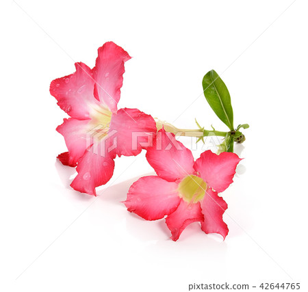Desert Rose isolated on white background. 42644765