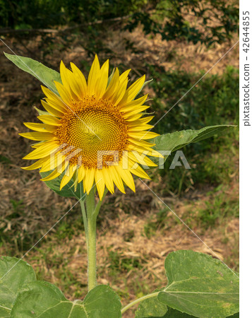 sunflower	 42644855