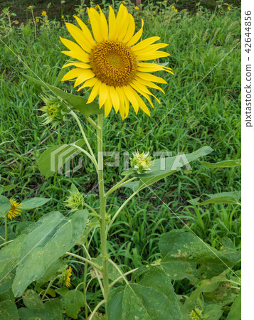 sunflower	 42644856