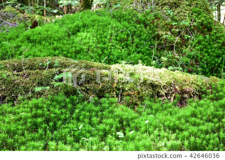 Nagano prefecture, Forest of Mt. Yatsugatake's white piece and moss Nagano prefecture, Forest of Mt. Yatsugatake's white piece and moss 42646036