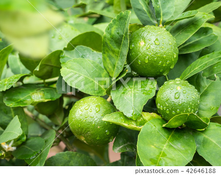 Green lime trees in the farm. Green lime trees in the farm. 42646188