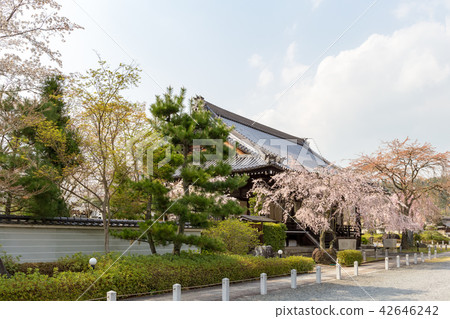 Myomonji - cherry tree 42646242