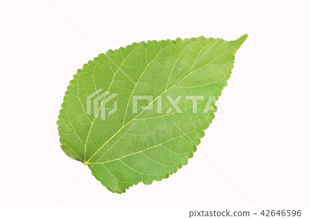Mulberry leaves Mulberry leaves 42646596