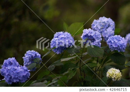 Hydrangea suits the rainy season 42646715