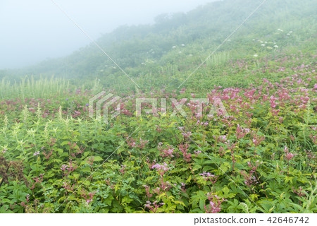 Shimotsuke Suwa（Oyama Utopia） 42646742