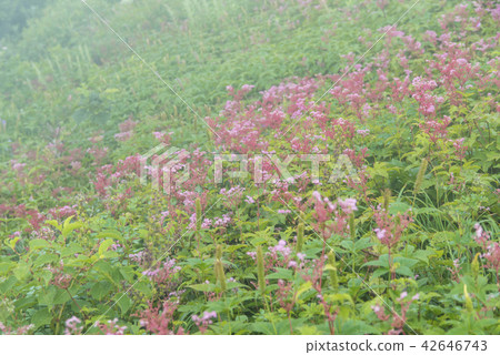 Shimotsuke Suwa (Oyama Utopia) 42646743