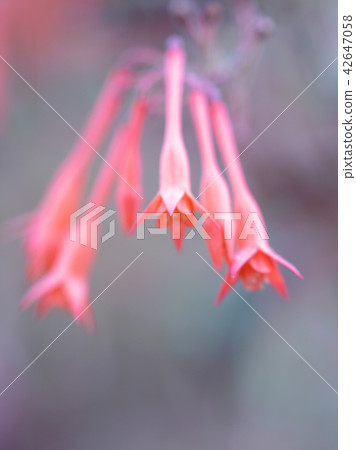 歐洲美麗的紫紅色 歐洲美麗的紫紅色 42647058