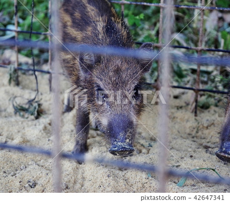 Wild boars caught in a box trap Wild boars caught in a box trap 42647341