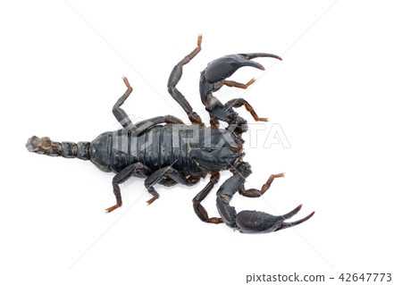 Image of emperor scorpion (Pandinus imperator). 42647773