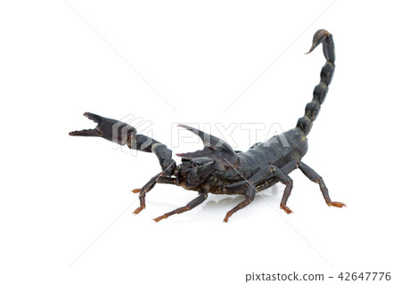 Image of emperor scorpion (Pandinus imperator). 42647776