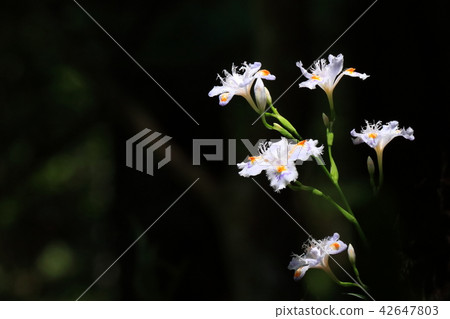 等到薩沙 42647803