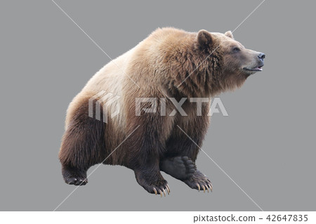 Big brown bear Big brown bear 42647835