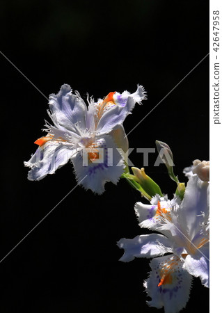 等到薩沙 42647958