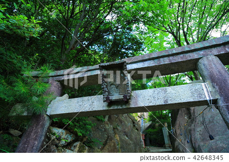 Taro Boy Taro Boy 42648345