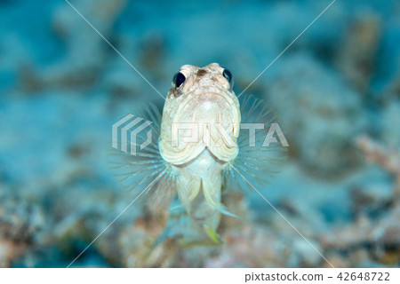 Joefish 42648722