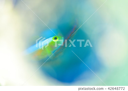 Nakamoto Irowake蝦虎魚 Nakamoto Irowake蝦虎魚 42648772