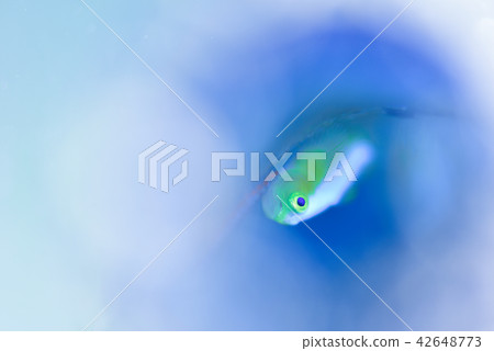 Nakamoto Irowake蝦虎魚 Nakamoto Irowake蝦虎魚 42648773