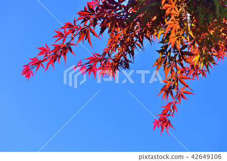 明亮的紅色在晴朗的天氣留下發光在秋天天空 明亮的紅色在晴朗的天氣留下發光在秋天天空 42649106