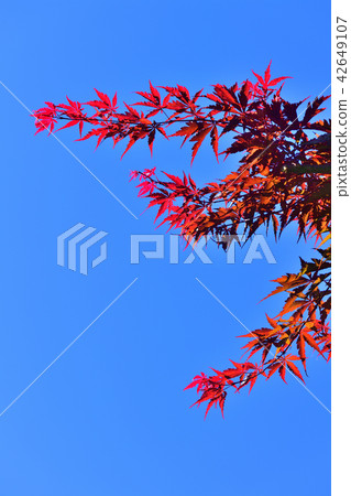 明亮的紅色在晴朗的天氣留下發光在秋天天空 明亮的紅色在晴朗的天氣留下發光在秋天天空 42649107