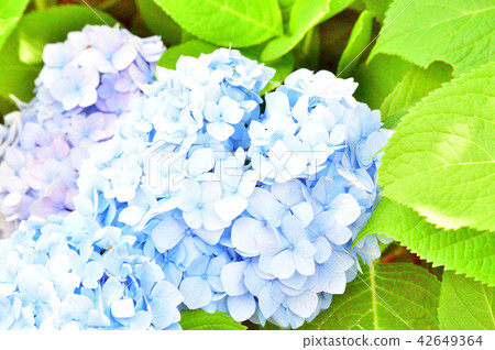 Photographs of Hydrangea's hand-blooming flowers with many light blue decorative flowers taken close-up 42649364