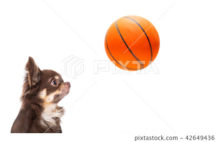 chihuahua basketball dog chihuahua basketball dog 42649436