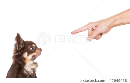 dog punished by owner dog punished by owner 42649438