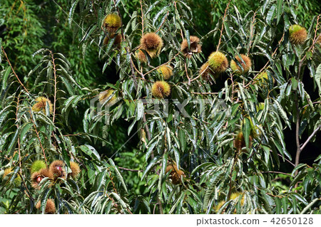 Fall, Igaguri Fall, Igaguri 42650128