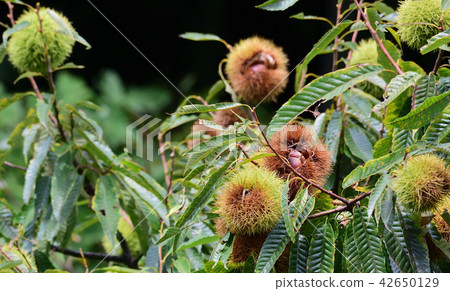 Fall, Igaguri 42650129