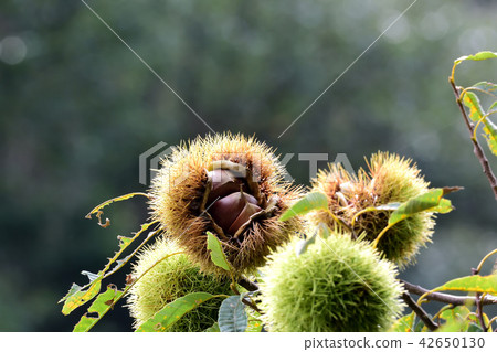 Fall, Igaguri 42650130