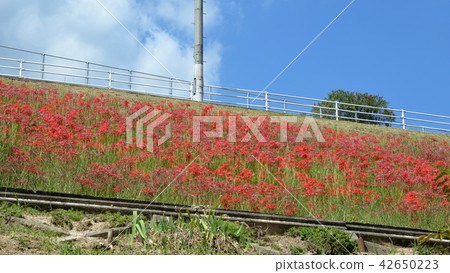 在坡上盛開,Higambana 在坡上盛開,Higambana 42650223