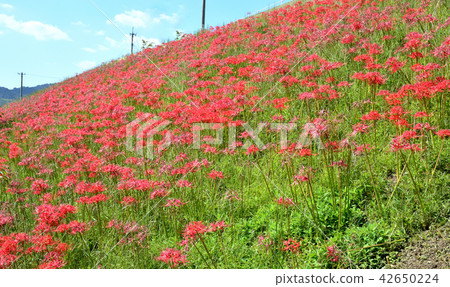 在坡上盛開,Higambana 在坡上盛開,Higambana 42650224