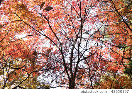 Autumn, autumn leaves on one side Autumn, autumn leaves on one side 42650597