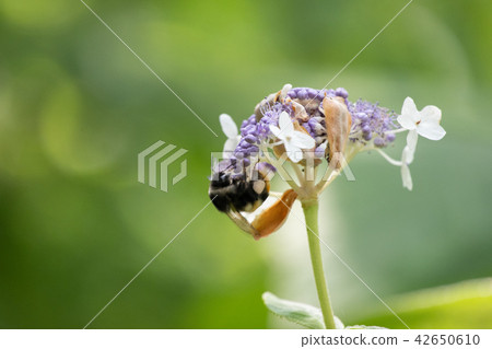 大黃蜂和多摩繡球花 大黃蜂和多摩繡球花 42650610