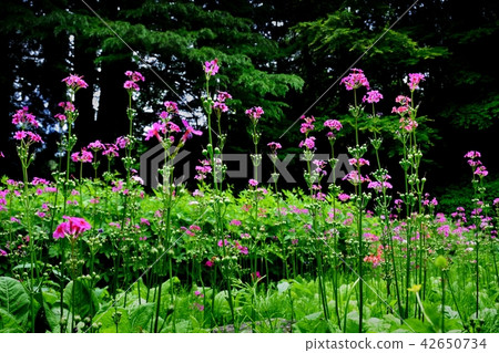 Clinkow ① Clinkow ① 42650734