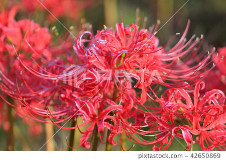 深紅色的higambana 42650869
