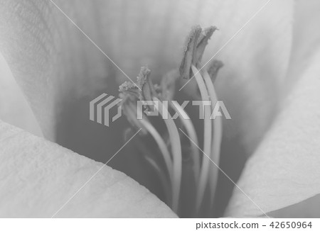 Black and white flower Black and white flower 42650964