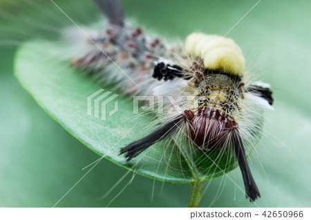 Caterpillar 42650966