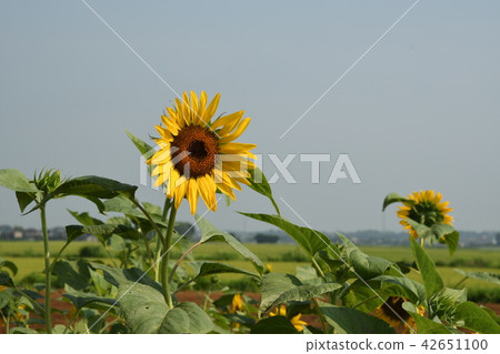Sunflower Sunflower 42651100