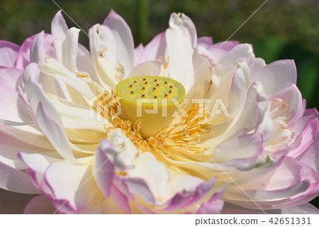 蓮花（Funwanhasu） 42651331