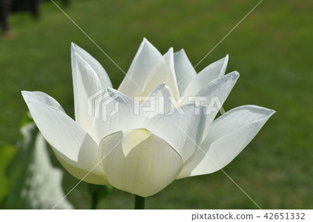 蓮花（白蓮花） 42651332