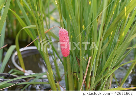 Jabotanishi雞蛋845 Jabotanishi雞蛋845 42651662