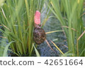 Spawning of Jumbo Tanish 42651664