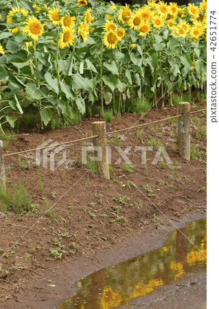 Sunflower to be photographed 42651774