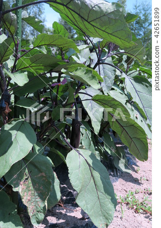 Eggplant seedlings 42651899