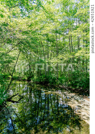 [長野縣]上高地 42651921