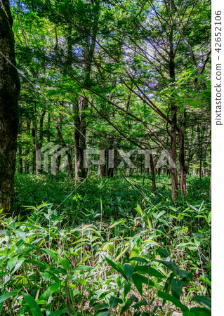 [Nagano Prefecture] Kamikochi 42652106